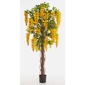 Deko Goldregen ARIANA, Echtstämme, mit Blüten, gelb, 180cm
