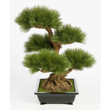 Dekobonsai Pinie TAYLOR mit Wurzeln, in Keramikschale, 70cm Dekobonsai Pinie TAYLOR mit Wurzeln, in Keramikschale, 70cm