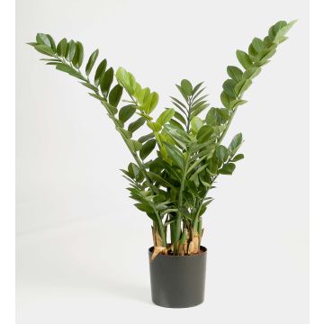 Deko Zamioculcas Zamiifolia AKONO, 100cm