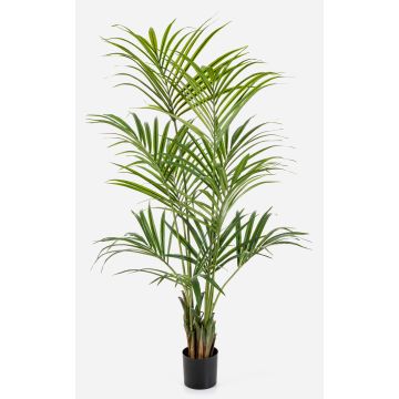 Kunst Kentia Palme OMAYRA, 170cm
