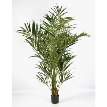 Kunst Kentia Palme OMAYRA, 225cm