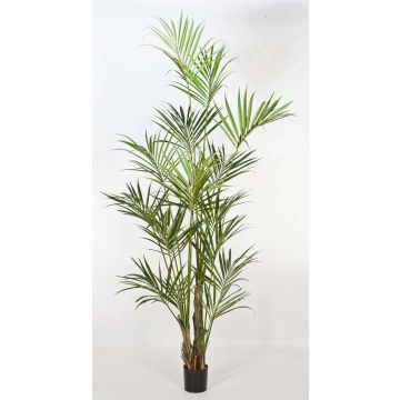 Kunst Kentia Palme OMAYRA, 260cm
