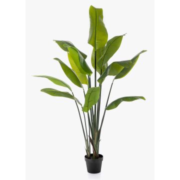 Kunst Strelitzia OMBRA, grün, 150cm