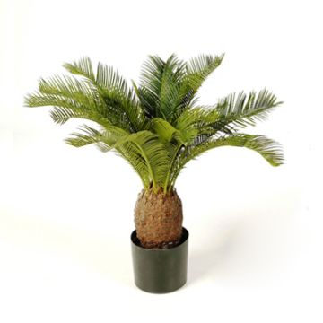 Dekopalme Cycas MATTHEW, 65cm Dekopalme Cycas MATTHEW, 65cm