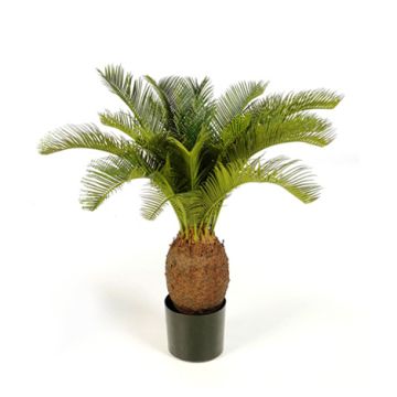 Dekopalme Cycas MATTHEW, 70cm Dekopalme Cycas MATTHEW, 70cm