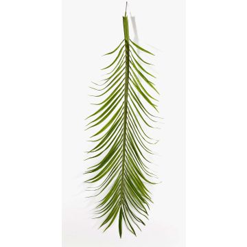 Deko Phönix Palmwedel CATY, 18 Stück, 165cm