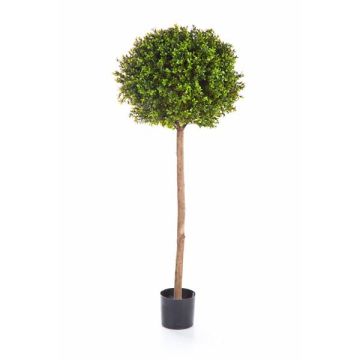 Plastik Buchsbaum TOM, Echtstamm, 140cm, Ø50cm Plastik Buchsbaum TOM, Echtstamm, 140cm, Ø50cm