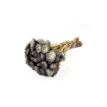 Trocken Strauß Strohblume BIBIANA, grau, 35-45cm, Ø15cm