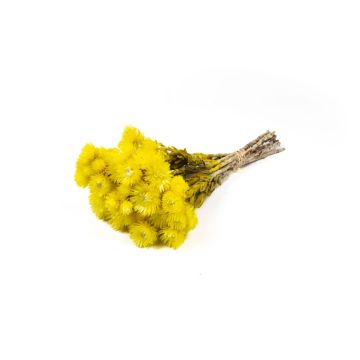 Trocken Strauß Strohblume BIBIANA, gelb, 35-45cm, Ø15cm