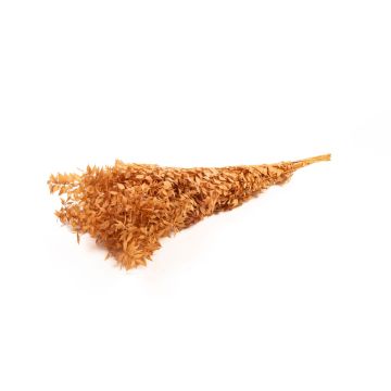 Trockenzweig Ruscus AGNIATA, terracotta, 70-75cm, Ø17cm