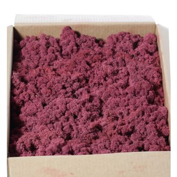 Isländisches Naturmoos SVEINBJÖRN, mauve, 2,7kg