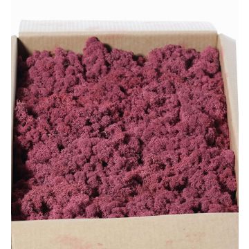 Isländisches Naturmoos SVEINBJÖRN, mauve, 2,7kg Isländisches Naturmoos SVEINBJÖRN, mauve, 2,7kg
