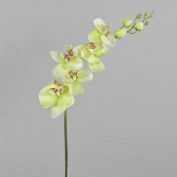 Dekozweig Phalaenopsis Orchidee AMARNE, creme-grün, 85cm, Ø7-11cm