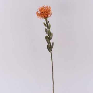 Dekoblume Nadelkissen Protea URMINE, Trockenoptik, orange, 60cm, Ø9cm Dekoblume Nadelkissen Protea URMINE, Trockenoptik, orange, 60cm, Ø9cm