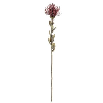 Dekoblume Nadelkissen Protea URMINE, Trockenoptik, burgunderrot, 60cm