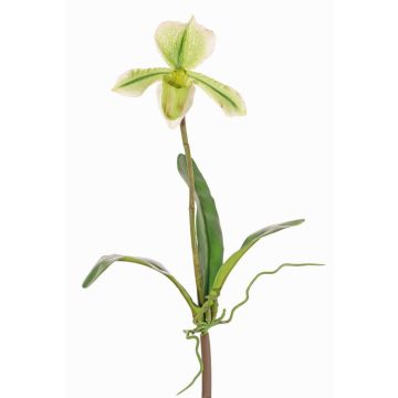 Deko Paphiopedilum Orchidee VELANA, Stecker, grün-weiß, 40cm Deko Paphiopedilum Orchidee VELANA, Stecker, grün-weiß, 40cm