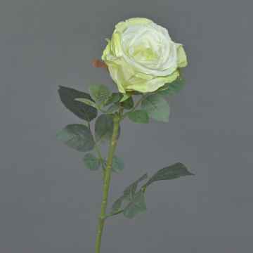 Samt Rose HUSA, weiß-grün, 75cm, Ø10cm