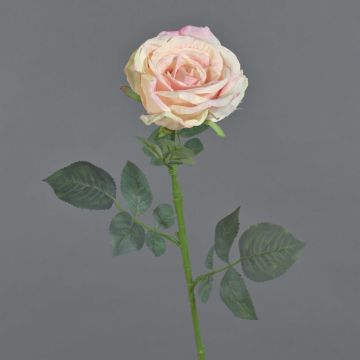 Samt Rose HUSA, rosa-creme, 75cm, Ø10cm