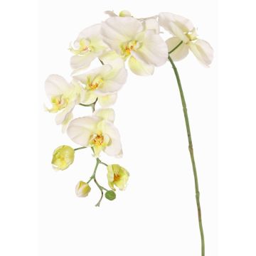 Künstlicher Blumenzweig Phalaenopsis Orchidee WESA, weiß-grün, 90cm, Ø11-12,5cm Künstlicher Blumenzweig Phalaenopsis Orchidee WESA, weiß-grün, 90cm, Ø11-12,5cm