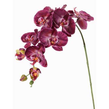 Künstlicher Blumenzweig Phalaenopsis Orchidee WESA, dunkelviolett-weiß, 90cm, Ø11-12,5cm Künstlicher Blumenzweig Phalaenopsis Orchidee WESA, dunkelviolett-weiß, 90cm, Ø11-12,5cm