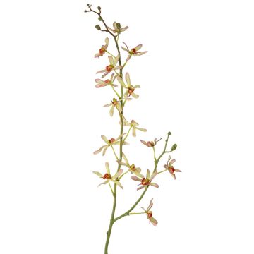 Künstlicher Blumenzweig Cattleya Orchidee TRASSA, hellgrün-rot, 80cm, Ø4-8cm Künstlicher Blumenzweig Cattleya Orchidee TRASSA, hellgrün-rot, 80cm, Ø4-8cm