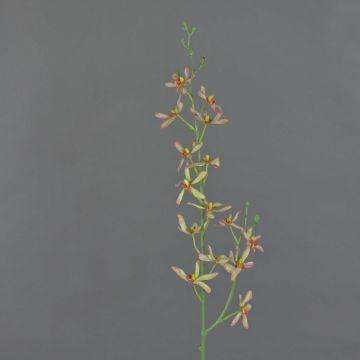 Künstlicher Blumenzweig Cattleya Orchidee TRASSA, hellgrün-rot, 80cm, Ø4-8cm