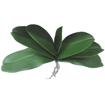 Dekoblätter Phalaenopsis Orchidee PRIMALA, Luftwurzel, 21x29cm