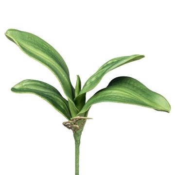 Dekoblätter Phalaenopsis Orchidee CRILMER, Steckstab, Luftwurzeln, 30cm
