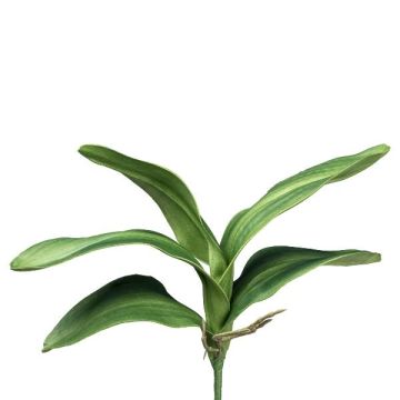 Dekoblätter Phalaenopsis Orchidee CRILMER, Steckstab, Luftwurzeln, 35cm