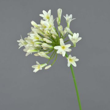 Blume künstlich Agapanthus PHILINA, creme, 75cm, Ø14cm
