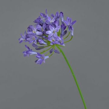 Blume künstlich Agapanthus PHILINA, lila, 75cm, Ø14cm