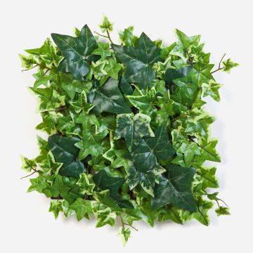 Dekopflanze Efeu Hecke / Matte LUKA, grün-weiß, 30x30cm