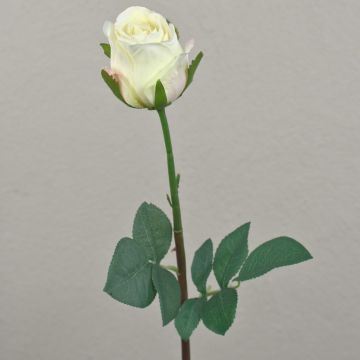 Samt Rose SAPINA, creme-aprikose, 60cm, Ø6cm