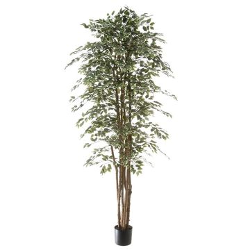 Deko Pflanze Ficus Benjamini ALEJA, Echtstamm, grün-weiß, 210cm Deko Pflanze Ficus Benjamini ALEJA, Echtstamm, grün-weiß, 210cm