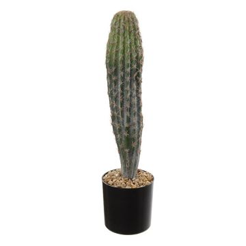 arten monstera Monstera adansonii (Monkey leaf) (S) kaufen main image 1