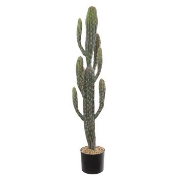 gummibaum sukkulente Gummibaum ca. 200 cm 3 Pflanzen im Topf Ficus elastica Abidjan main image 0