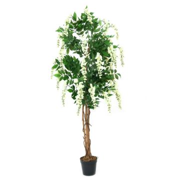 Kunststoff Goldregen LESLIE, Echtstämme, mit Blüten, weiß, 150cm Kunststoff Goldregen LESLIE, Echtstämme, mit Blüten, weiß, 150cm