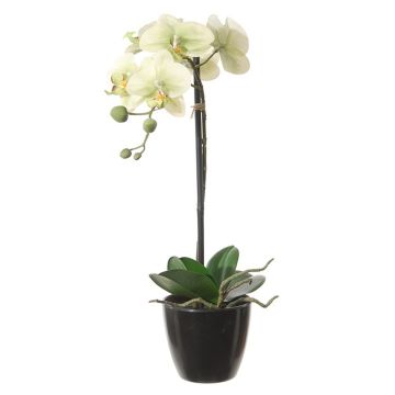 Künstliche Blume Phalaenopsis Orchidee FELSINA, Wurzeln, Dekotopf, hellgrün, 60cm Künstliche Blume Phalaenopsis Orchidee FELSINA, Wurzeln, Dekotopf, hellgrün, 60cm