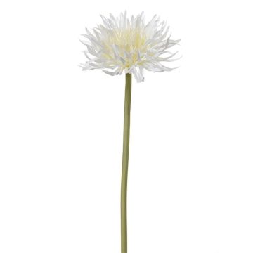Künstliche Blume Gerbera YORUMA, creme, 50cm Künstliche Blume Gerbera YORUMA, creme, 50cm