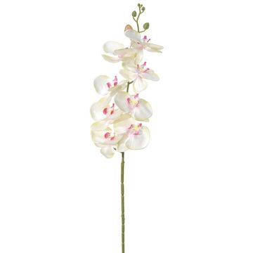 Künstliche Blume Phalaenopsis Orchidee POLDINA, hellgrün-rosa, 90cm Künstliche Blume Phalaenopsis Orchidee POLDINA, hellgrün-rosa, 90cm