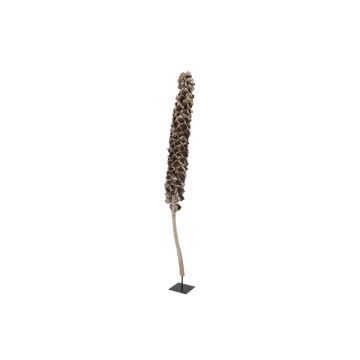 Babassupalmen Frucht / Cacho Coco MAKENA, braun, 120-190cm