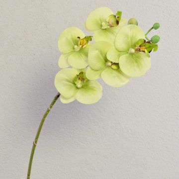 Textilzweig Phalaenopsis Orchidee EMILIA, creme-grün, 60cm, Ø8cm