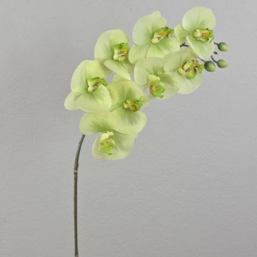 Textilzweig Phalaenopsis Orchidee AURELIA, creme-grün, 95cm, Ø9-11cm