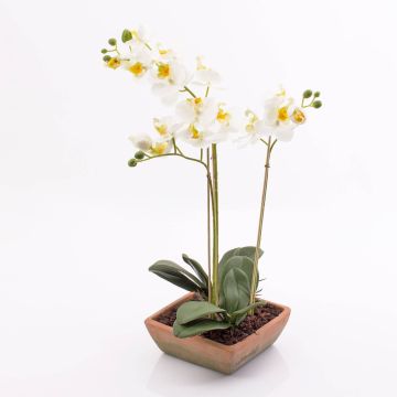 Kunstorchidee Phalaenopsis MINA im Terracotta Topf, weiß, 55cm Kunstorchidee Phalaenopsis MINA im Terracotta Topf, weiß, 55cm