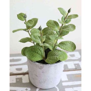 Deko Minze ALBUS im Betontopf, grün, 17cm