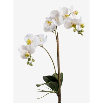 Künstliche Phalaenopsis Orchidee CANDIDA zum Stecken, weiß, 65cm