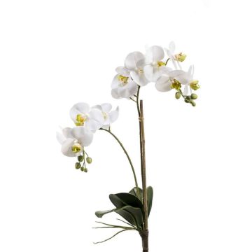 Künstliche Phalaenopsis Orchidee CANDIDA zum Stecken, weiß, 65cm