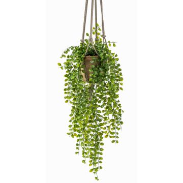 Dekopflanze Kletterfeige Blumenampel SILIJA, Terracottatopf, grün, 80cm