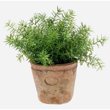 Kräuter künstlich Asparagus sprengeri LUCANO, Terracotta Topf, 20cm, Ø20cm Kräuter künstlich Asparagus sprengeri LUCANO, Terracotta Topf, 20cm, Ø20cm