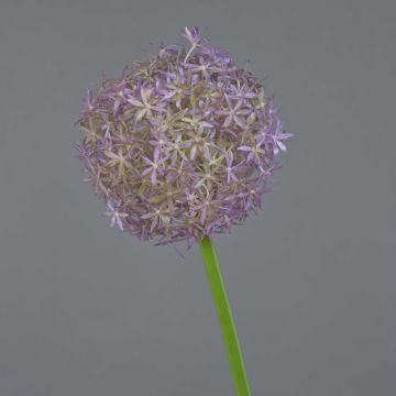 Kunst Allium SAMARA, lila, 75cm, Ø12cm